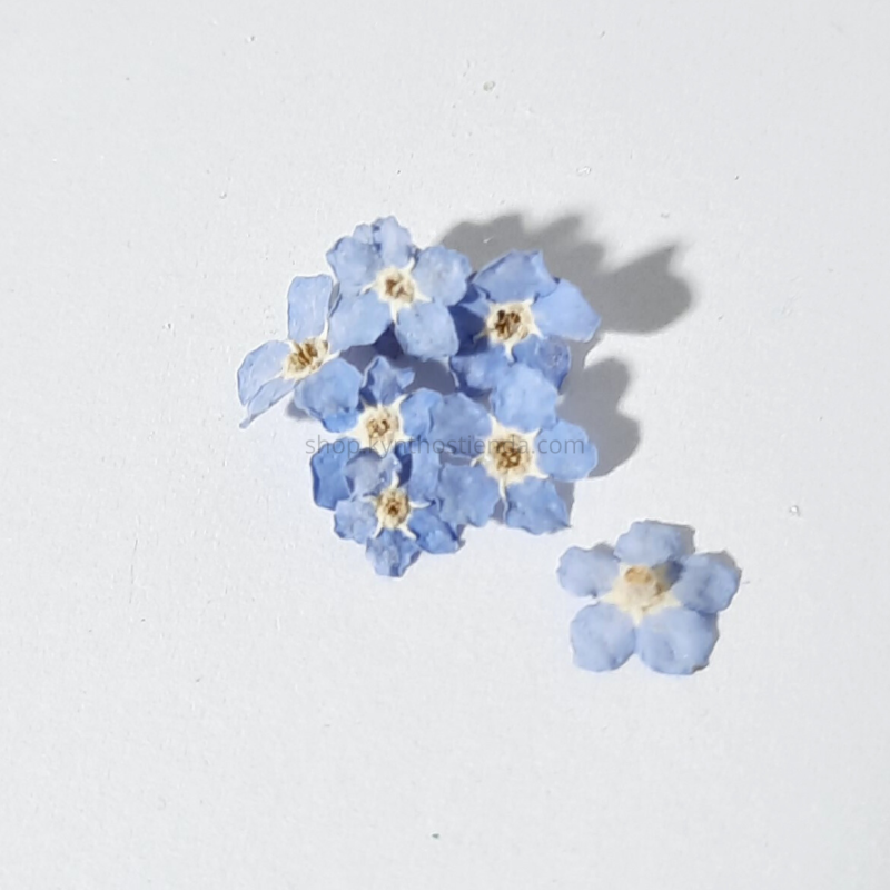 Flores Secas Nomeolvides en su forma natural