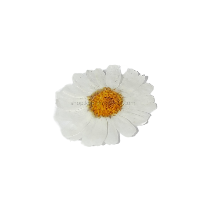 Flores Margaritas Prensadas