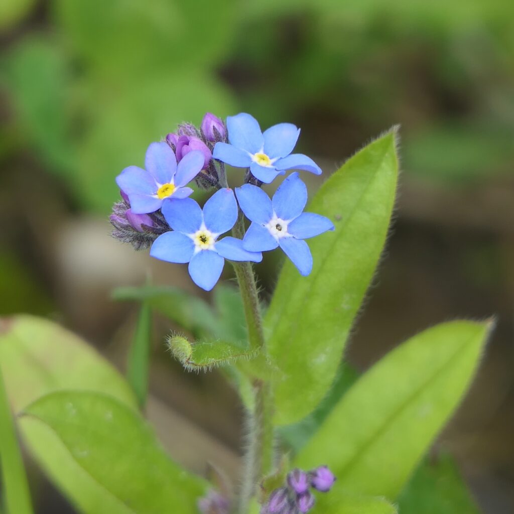 Nomeolvides plantin