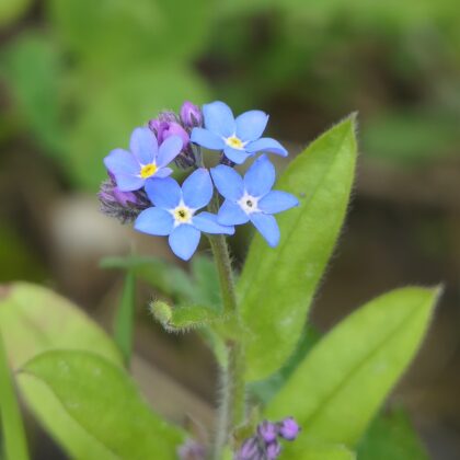 Nomeolvides plantin